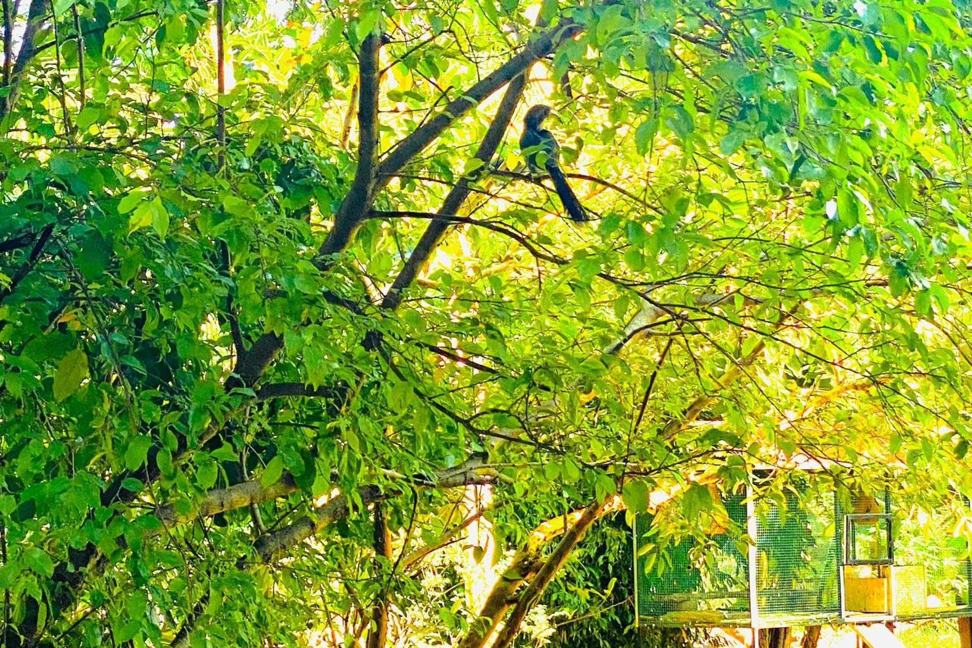 Gamagedara Resort Dambulla Exterior foto